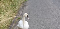 New home for motorway swan