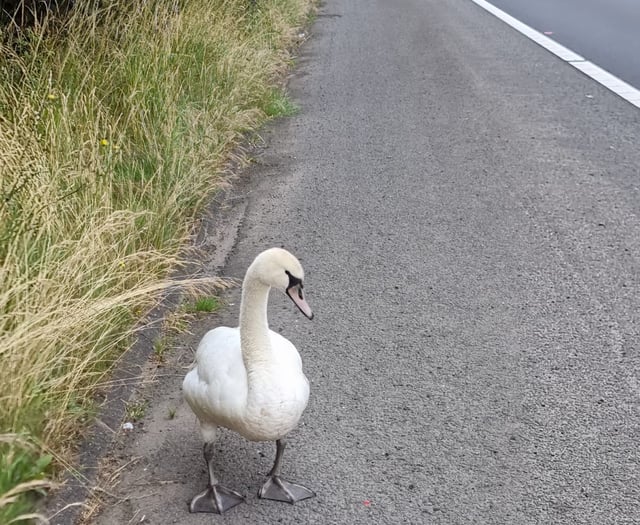 New home for motorway swan