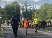 Community effort to moo-ve cows in Lydney