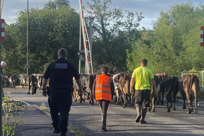 Community effort to moo-ve cows in Lydney