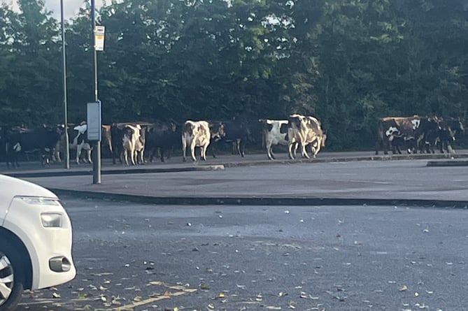 Cows at Lydney Railway Station