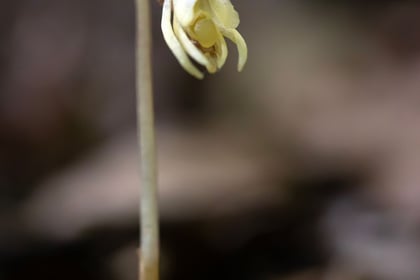 Rare plant first found in Herefordshire rediscovered after 15 years