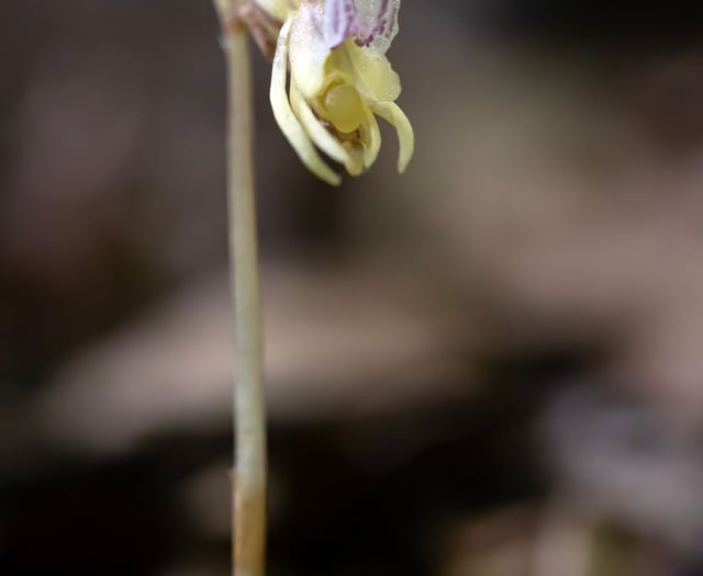 Rare plant first found in Herefordshire rediscovered after 15 years