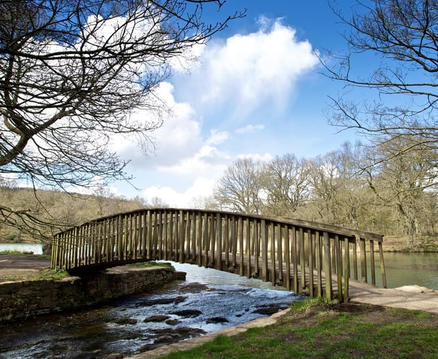 Forestry England provides Cannop Ponds update