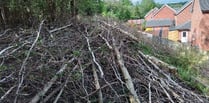 FoD Council appeals for tree-felling information 