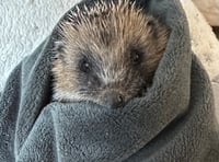 Samantha’s Little Prickles gives community hedgehog advice