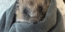 Samantha’s Little Prickles gives community hedgehog advice