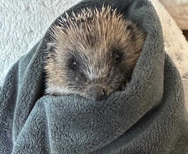 Samantha’s Little Prickles gives community hedgehog advice