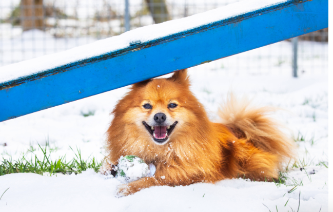 Dog in snow