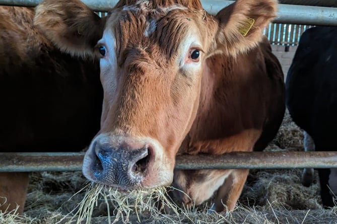 Cow eating hay